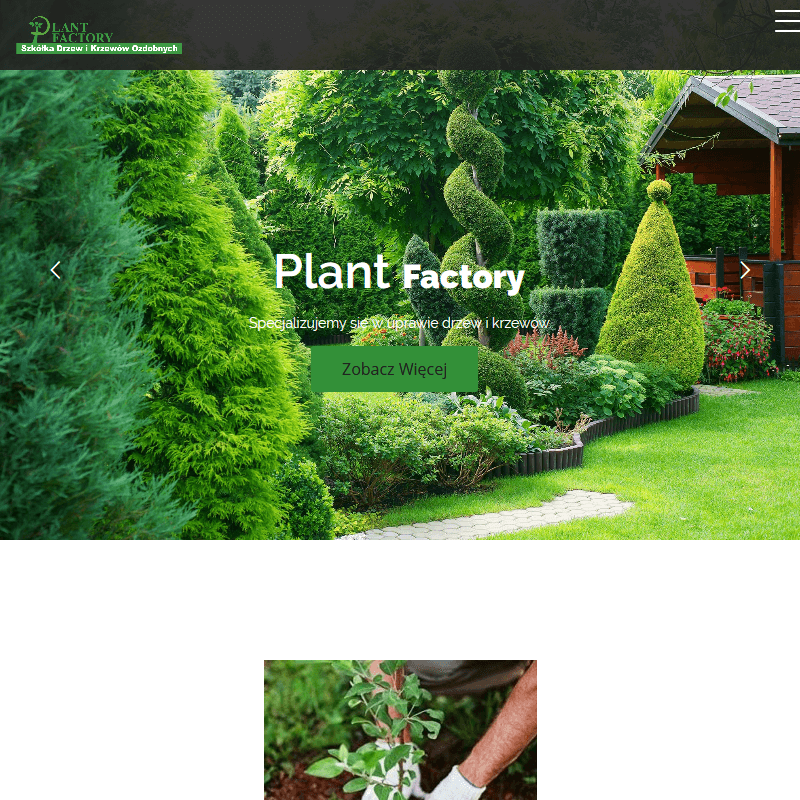 Sadzonki ze szkółki - Grójec